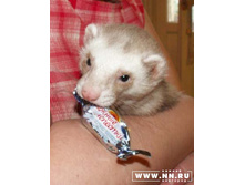 ���� ���������