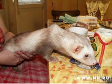 �� ����� ����������