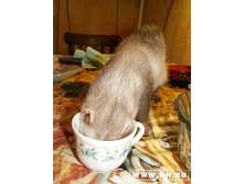 � ��� ���� ���...