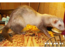 ���� �ӣ ��������.