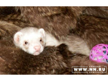 ��������� ���� ����� ���...