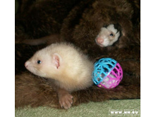 ����� �� ������ �����������