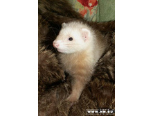 ���� �� ����� ��������!