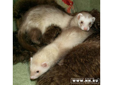 ����� �������� �������� � ���������