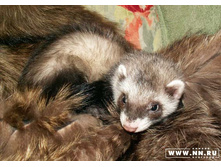 ������ - �������� ������ ��������