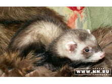 ���������, ������? :)