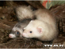 ��� ������ ��� ����� :)