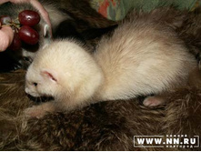 ����� ��������