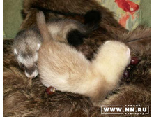 ����� ��������