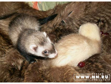 ����� ������!