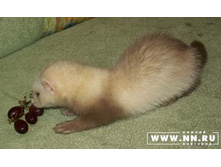 �! ����� �������!