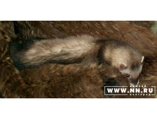 ���-�� �����