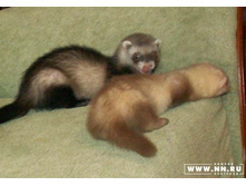 ����� �� ������