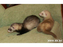 ���-�� ������ � ���� ������