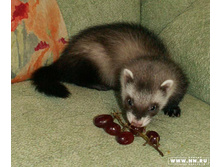 ���� �������