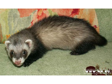 �� ���� ������ ��������!...