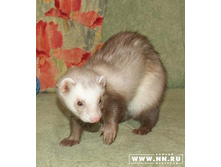 ��������� �� ���������