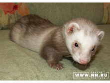 ��-��, ��-��...