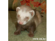 ���-���-���-������-����, � ��� ������!