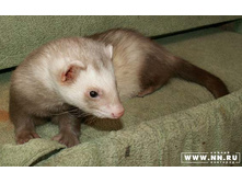 ���� ���������