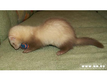 ޣ-�� �������