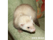 ���� �� ����������?