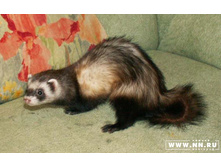 ������ �����