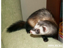 ���� ��������, ����?