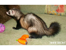 ���� �����