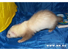 ������ �����