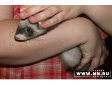 ������ �������� ����