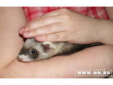 ����� �������