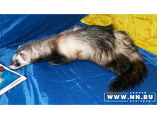 ���� �����