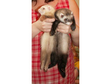 ��� �������