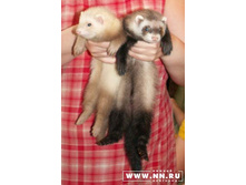 ������ ������