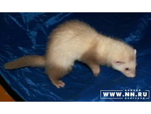 ��� ����� ���-�� ����...