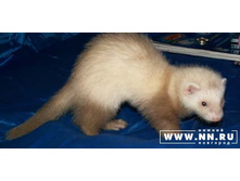 �� �������!