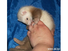 ����� ������