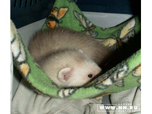 ��������� ����� ���������