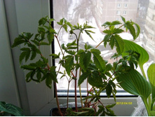 �������� � ������� ����� �� ����.JPG