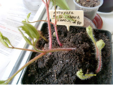 �������� ���� ������.JPG