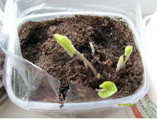 �������� ���� �����.JPG