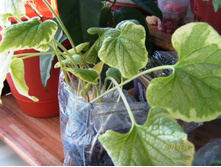 �������� ����� ������.JPG