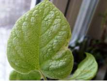 �������� ������� �����.JPG