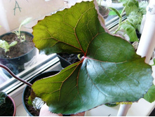 ��������� ����� ����.JPG