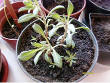 ��������� ������.JPG