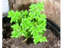 �������� �������������.JPG