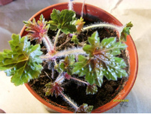 ������� ���� ���.JPG