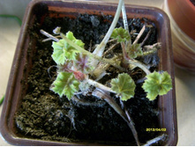 ������� ��������.JPG