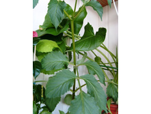 �������� ��������.JPG